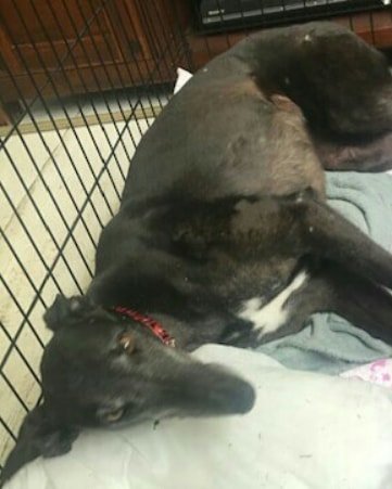 DurhamRetired's tweet photo. Last Friday Farah moved in with her forever family. In their words 'she's settled beautifully'. We couldn't be happier as Farah has waited too long for this loving home but it's been worth the wait! #foreverhomefound #greyhoundsmakegreatpets #blackbeauty @SunderlandDogs https://t.co/3MYvu4pTCM