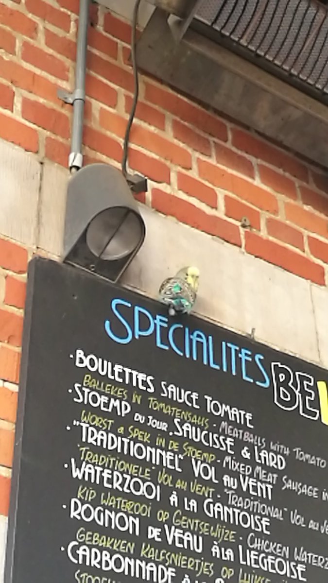 Claire_Tourdot's tweet photo. Petite #perruche perdue au café Leffe à #Bruxelles recherche son propriétaire 🐥 RT apprécié ! https://t.co/eMTNKMbcvg