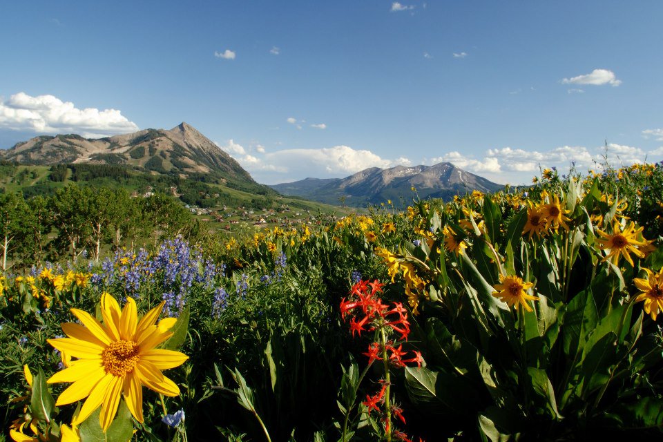 cbwildflowers's tweet photo. In Crested Butte, May Showers Bring July Flowers! - https://t.co/nG6QOi2Gsa https://t.co/IVgNHQezzV