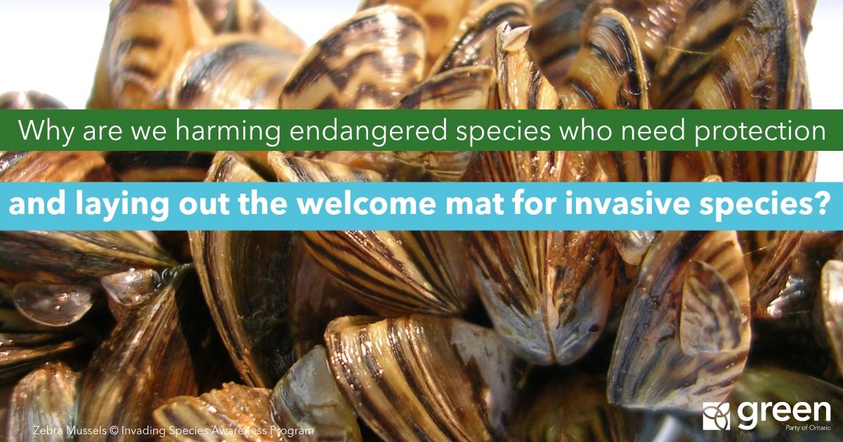 MikeSchreiner's tweet photo. Funding slashed for programs that combat invasive species. 

I guess we need to remind the Premier that his license plate slogan "A Place to Grow" really shouldn't apply to zebra mussels and asian carp...

https://t.co/v4EUgHI0CK #onpoli https://t.co/uimKK5f5pK