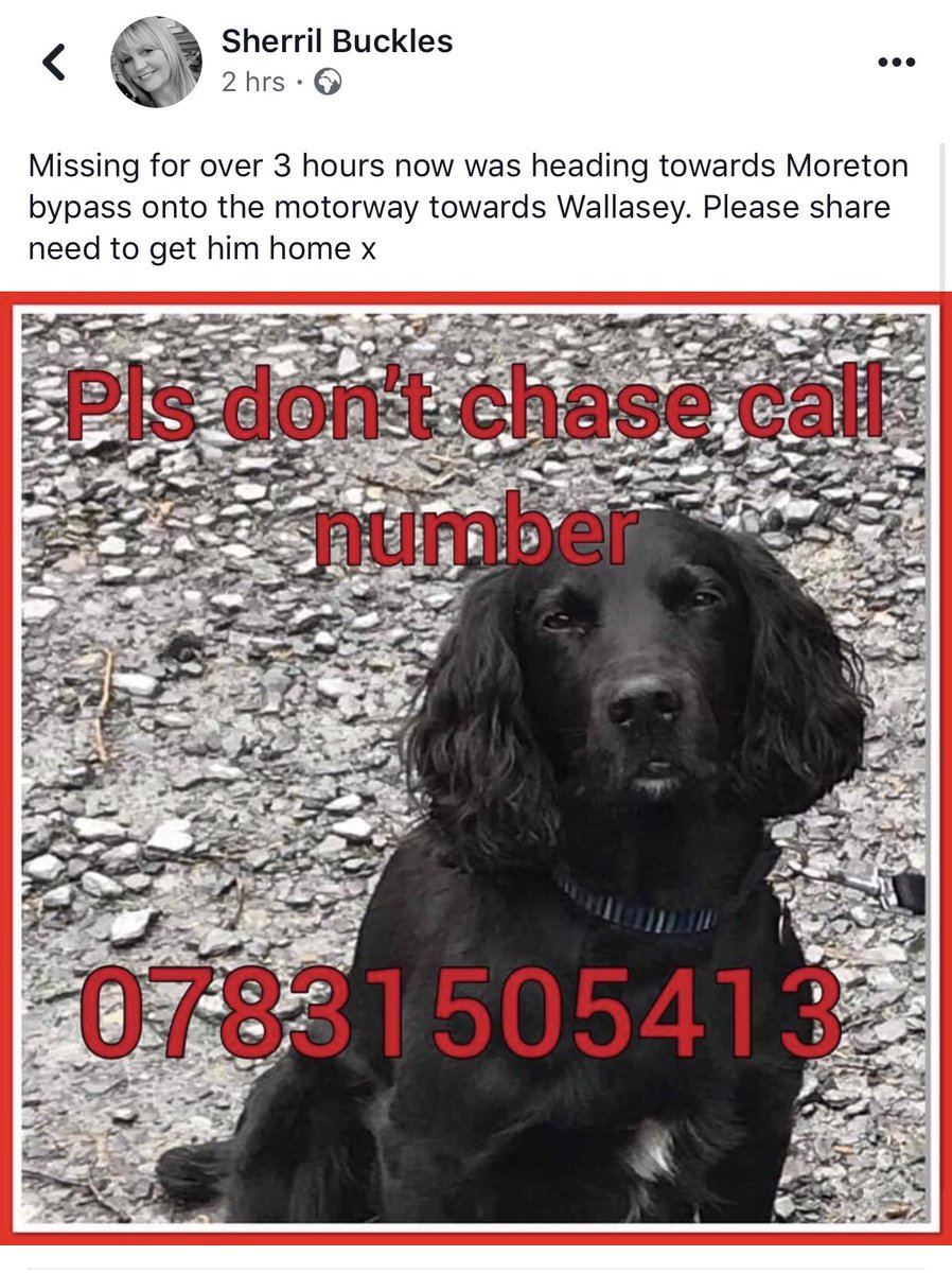 AlexClerc_EFC's tweet photo. Missing Dog Wirral - Please Share Our Friends Dog &amp; RT #MissingDog #Wirral #WirralDogs #Chipped #Spaniel https://t.co/4UXOVZzJ6U