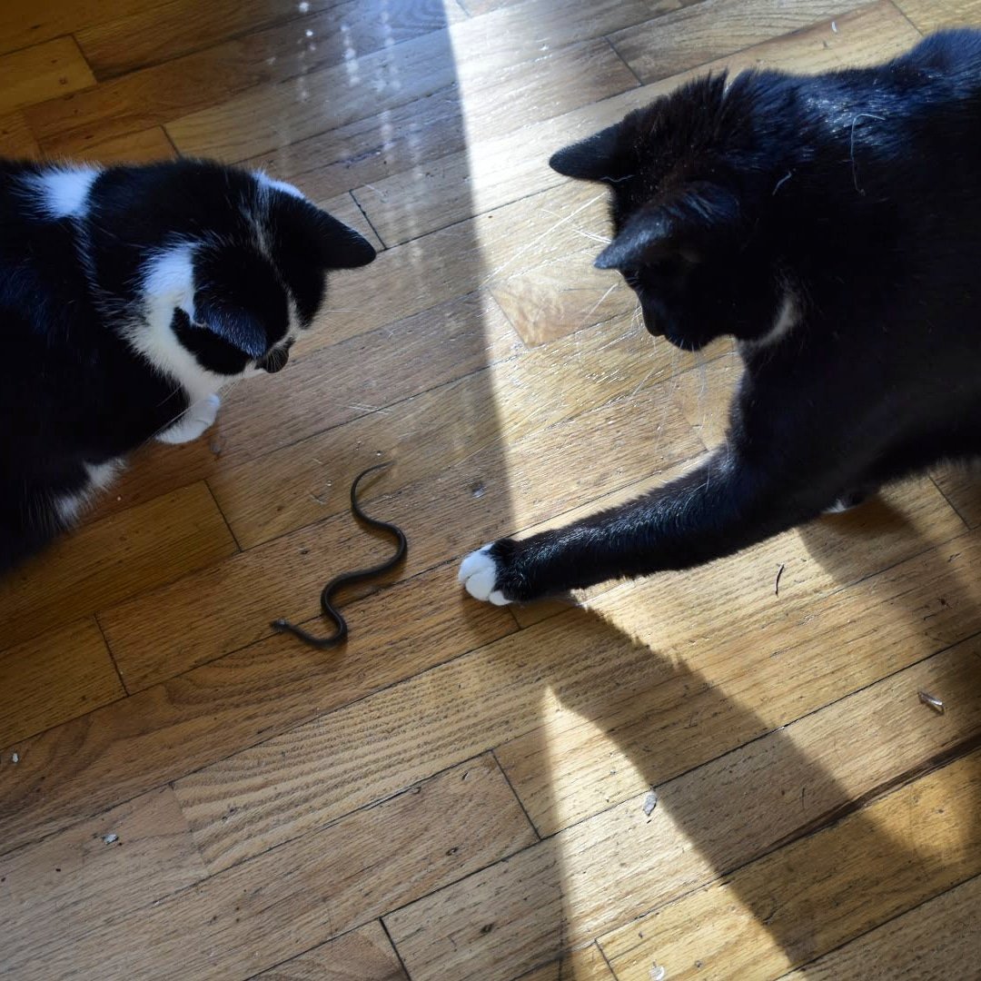 TuxCatQuartet's tweet photo. Hunting snakes in the backyard and bringing them inside to play with is Pickles MO most spring days🐈🐍🐱🏠🤦🏻‍♂️

#AstroAbby #PioneerPickles #playtime #playtimefun #playtimeisallthetime #catsplaying #hunting #huntingislife #huntinglife #huntingtrip #huntingthings #gartersnake #snake https://t.co/yBuugtmW9W