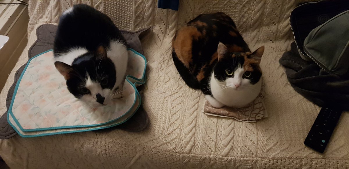 Kittyoftheweb's tweet image. Deux d'un coup ! #LeCombo