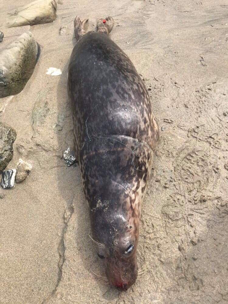 BBCSpringwatch's tweet photo. This seal tells a sad story - it was found entangled before being rehabilitated and released. But a couple of weeks ago it was found dead on a beach, entangled in fishing line again. Debris like this is a huge threat to our marine animals #Springwatch https://t.co/4dHCCWElJz