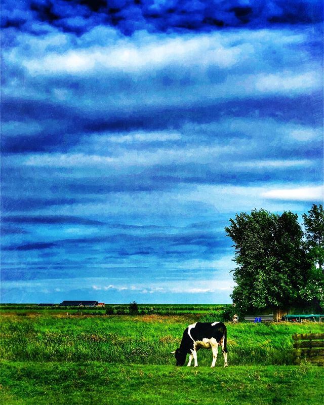 Japio3008's tweet photo. In the Dutch 🏔 #warder#picoftheday #dutch #cow #cowboy #photography #photographer #instapic #instagram #hipstamatic #nature #naturephotography #colour #clouds #cloudporn #love#green #blueIn the Dutch 🏔 #warder#picoftheday #dutch #cow #cowboy #photography #photographer #insta… https://t.co/L7F8TWxhU1