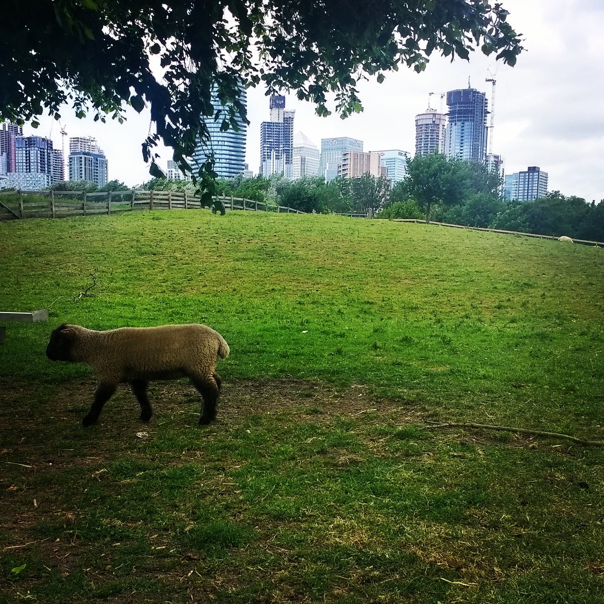 A moment of calm in the chaos of city life. <a href="/mudchute/">Mudchute Park + Farm</a> is a lovely place to take the kids for a day out close to home and equally lovely to wander round in your lunch break if you happen to work nearby. #destress #citylife #isleofdogs