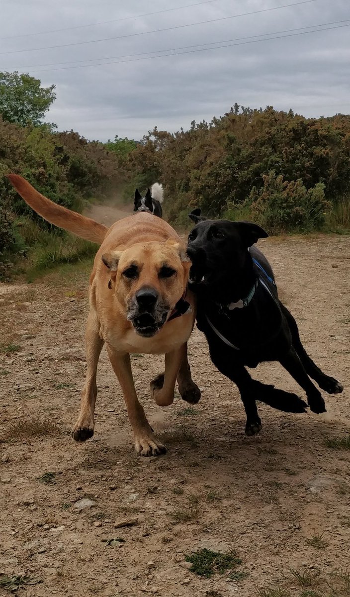 DogKbt's tweet photo. Great photo till you realise your in the way 😲🤦‍♂️ @cornwall4dogs @dogslovebeaches  #dogstagram https://t.co/kY2XFT622K