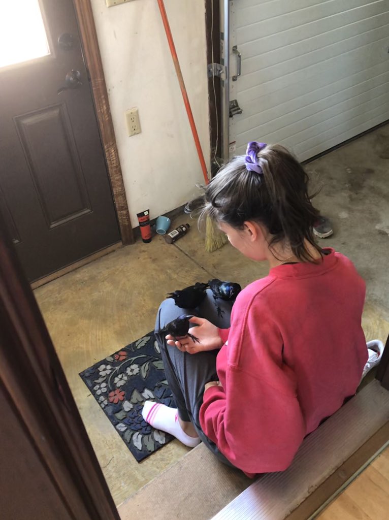 GreenAcresGrace's tweet photo. Sweet daughter had wisdom teeth out yesterday &amp; is rescuing blackbirds today. #supposedtoberesting #nowecannotbringtheminthehouse #disneyprincessforreal https://t.co/SkrNUNOno1
