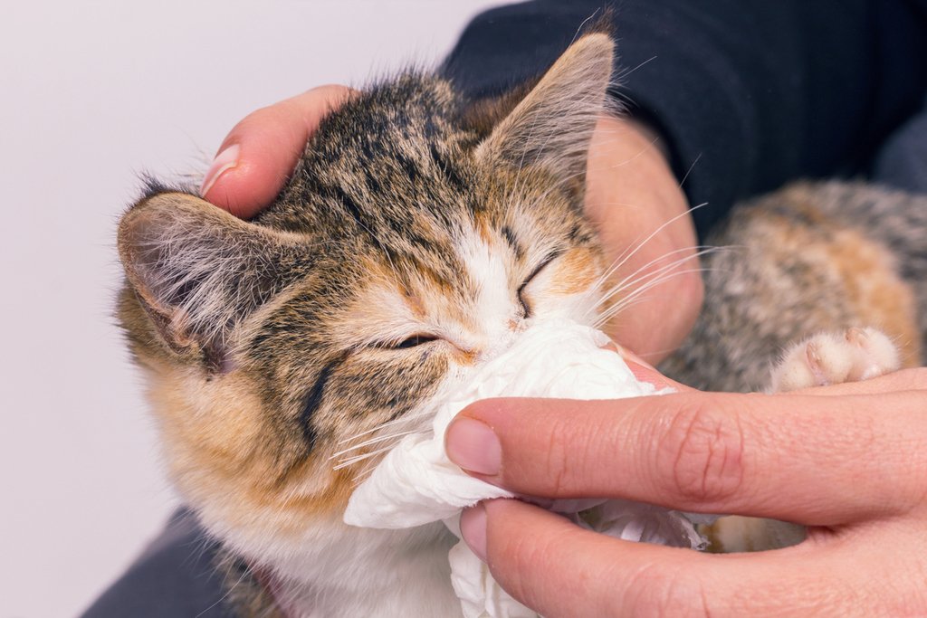 hub4hugs's tweet photo. "‘Snuffly’ cat struggling to find forever home because of condition that makes him sneeze excessively" via FOX NEWS https://t.co/2Z87IzNcpj https://t.co/ZjVjLGzjTJ