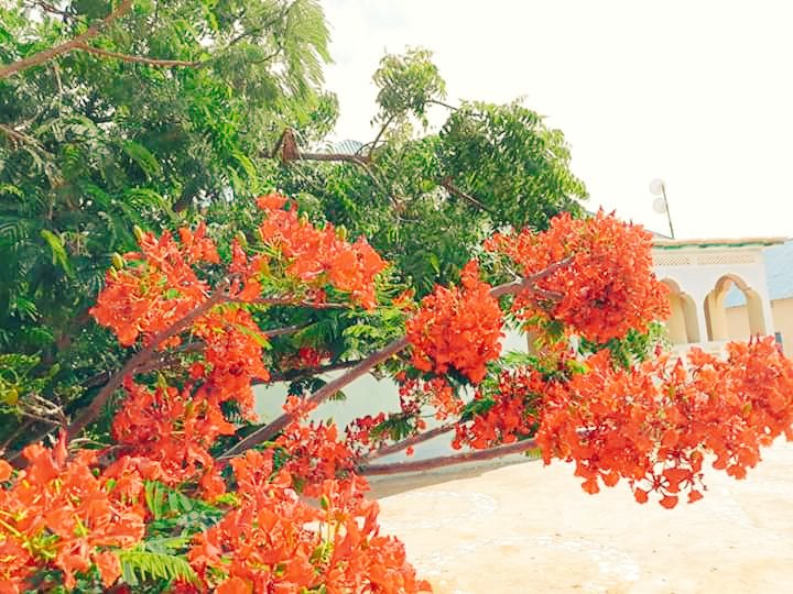 liiabdii's tweet photo. #Madaxtoyada #Adaado
Ahna Xarunta Barlamanka
#Galmudug
Waxaa Ka Muqata Bilic Aad U Wanaagsan Waxaa kabaxey
#Ubax Aad U #Carfoon
_____________________________
Waxaa dhirtaan aadka U qurxon
Ku Abuurey #Xarunta #Adaado
#Axmed_Sheekh_Hasan (#Jaga_jago) https://t.co/nVNSq2L4Bx