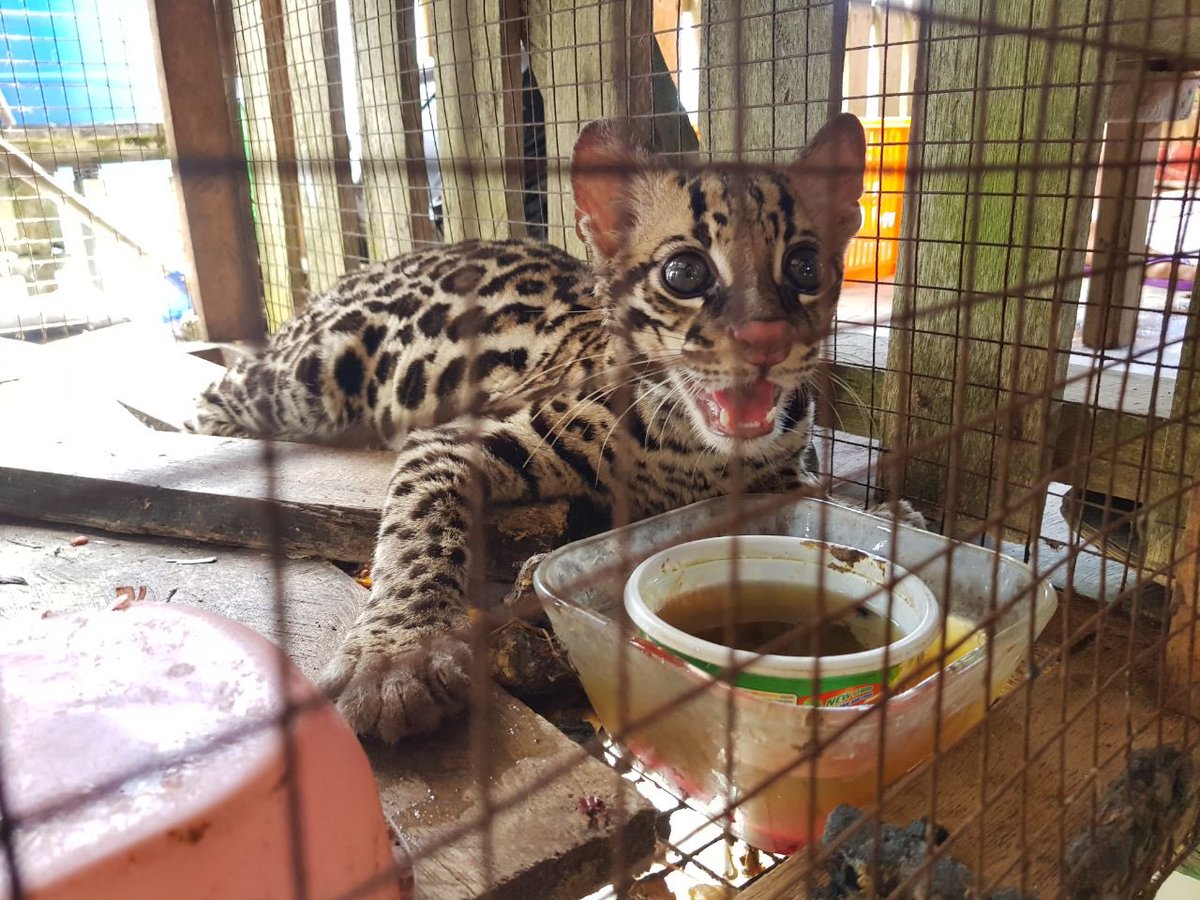juancanavarro's tweet photo. ¿Cómo pueden ocurrir estas cosas en #Panamá?
Denuncian que este manigordo se encuentra en cautiverio en Kusapín, comarca #Ngäbe, #BocasdelToro.
¿Dónde están las autoridades de @miambientepma?
#MásNunca debe ocurrir esto. https://t.co/a53J4xNBkG