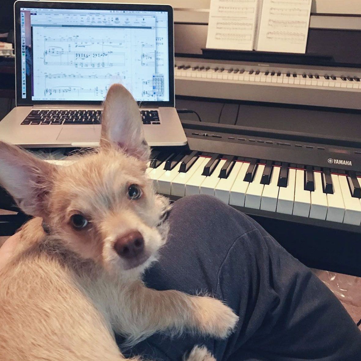 AvidSibelius's tweet photo. Meet the #DogsOfAvid 🐶 Share a photo of your canine friend, keeping you company while composing in Sibelius

#musicnotation #composing #arranging #sibelius https://t.co/3mDvrzyT0u