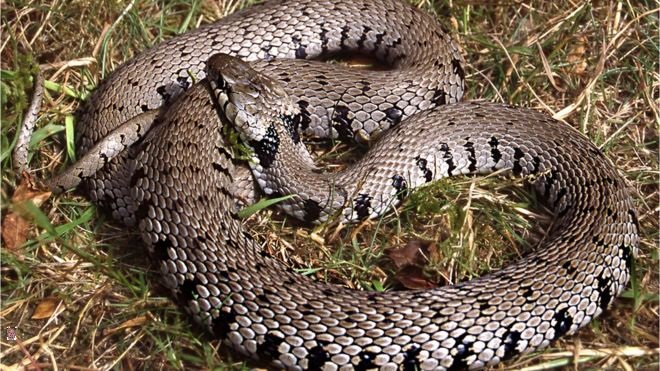 CPOSouth's tweet photo. CPO's in the #Meadows were alerted to a snake on the Embankment by worried residents. Fortunatly the Meadows CPO team contains a wildlife expert and the snake was ID'd as a grass snake. Grass snakes are harmless but are a protected species so best to leave them alone. #harmless https://t.co/daKDUKiHmv