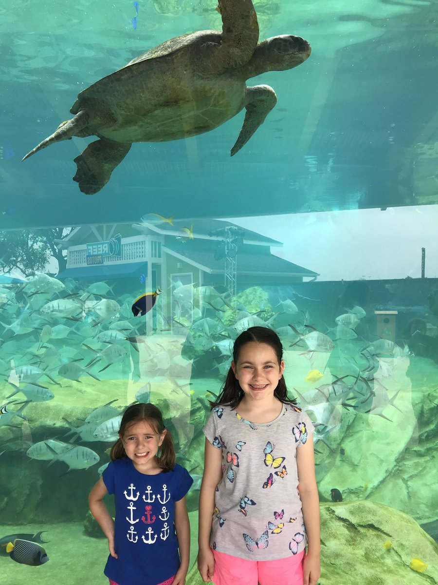 LHoening11's tweet photo. #turtlereef @SeaWorldTexas https://t.co/0Djq3XK50s