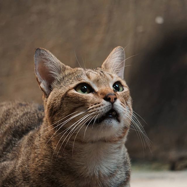 #SonyAlphaAnimalPortrait #SonyIndonesia #SonyAlpha_ID #A6000 bit.ly/2I8GJbT