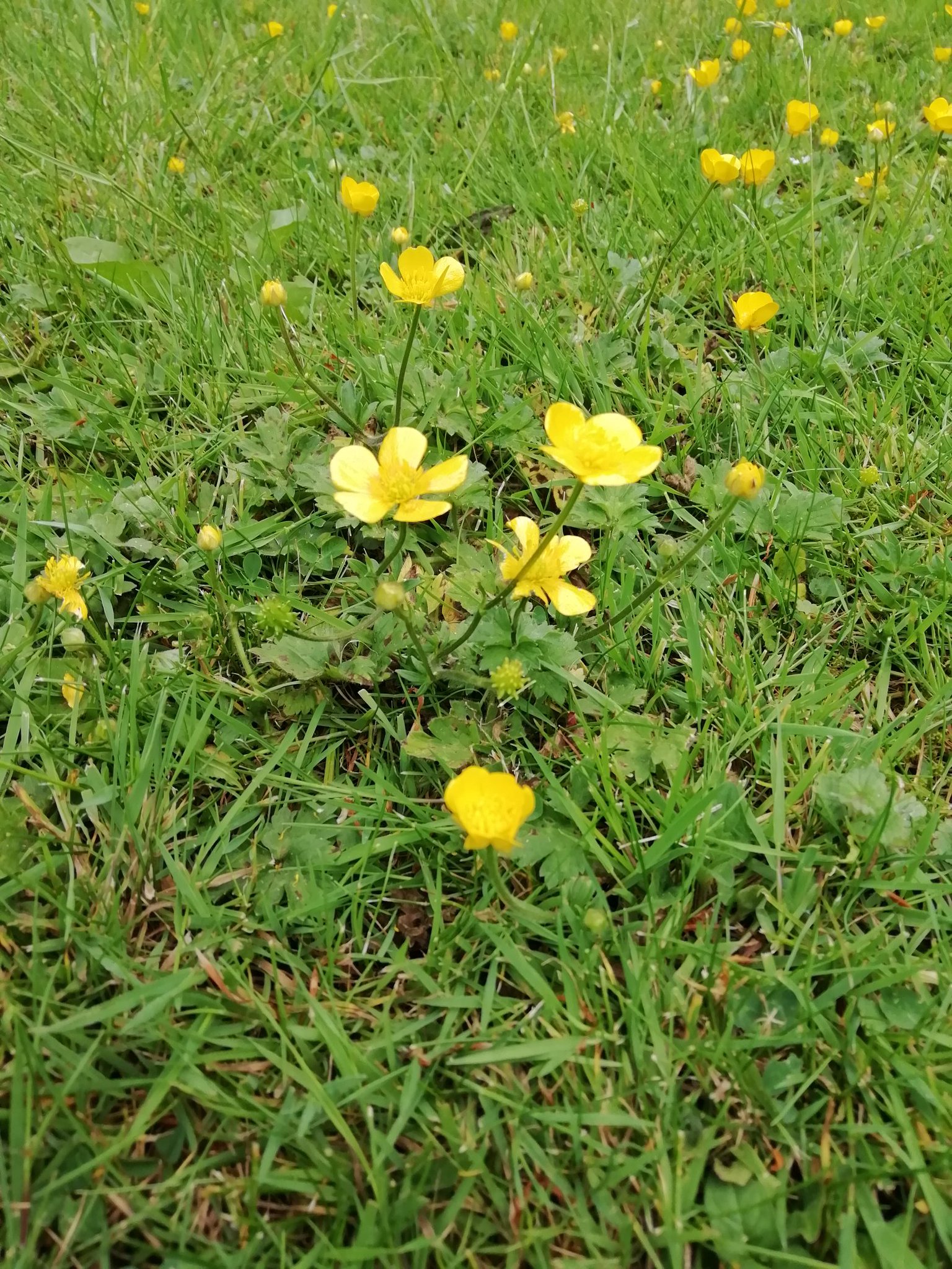Makki Earthling バターカップ Buttercup を顎の下に持っていって 顎に黄色の花の色が反射すると バターが好きな証拠みたいな子供の遊びって イギリスだけなのかな