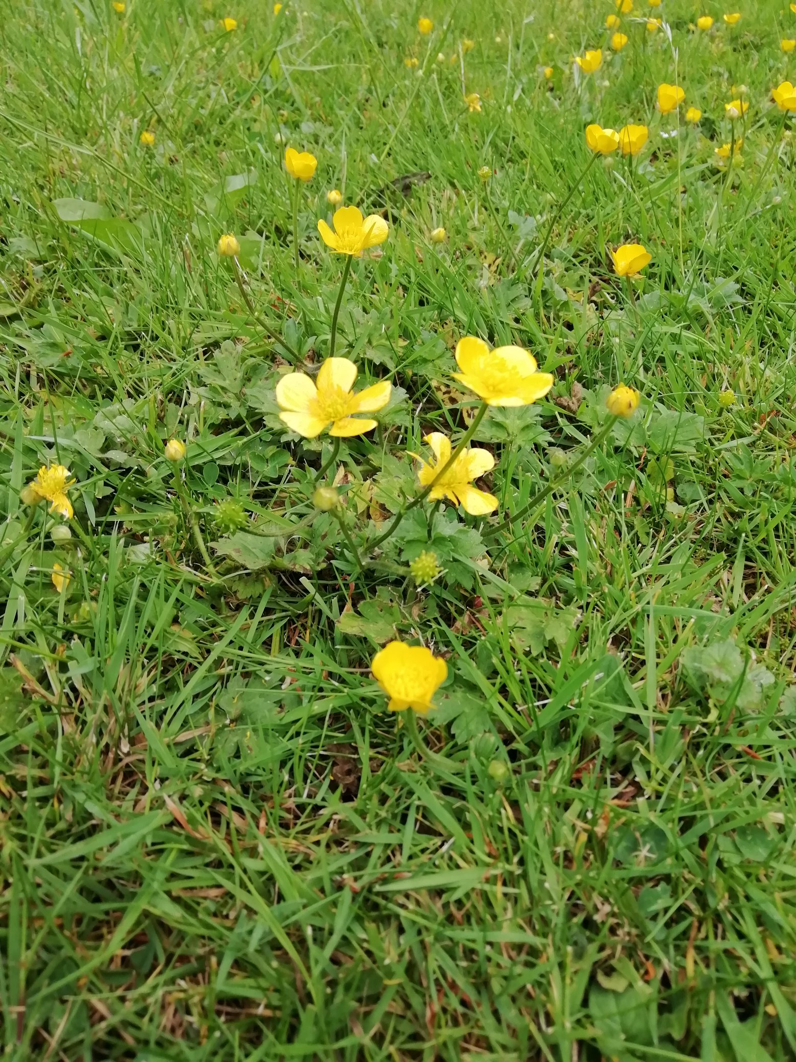 Makki Earthling バターカップ Buttercup を顎の下に持っていって 顎に黄色の花の色が反射すると バターが好きな証拠みたいな子供の遊びって イギリスだけなのかな T Co Wug4yn1lkj Twitter