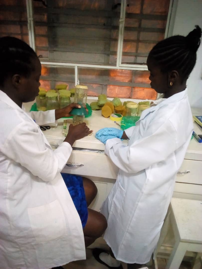 DrosLabUI's tweet photo. Today, @DrosLabUI is delighted to host a primary 5 student, Honour Ayooluwa from The Olives International School, Ibadan Nigeria via the program A Day out of School. Many Thanks to all the facilitators. @ManFlyFacility @Poppi62 https://t.co/zlJt1pbYOx