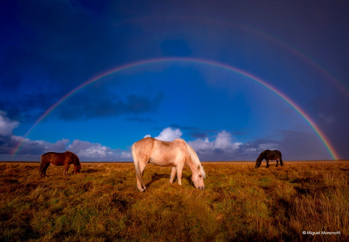 CanonEspana's tweet photo. En fotografía de paisaje y naturaleza es importante jugar con las simetrías y la composición de la escena, como hizo @MiguelMorenatti en esta imagen de caballos en Islandia. Realizada con #EOS 5DMarkIV y #EF 16-35 mm f/4L IS USM - EXIF: f/14 | 1/80s | ISO100. https://t.co/FHqEcn1c72
