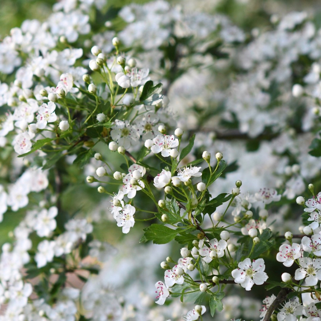 Hawthorn.... the beauty of these beautiful flowers, with their heart shape petals, the teeny tiny buds that look like the palest pearls and enough dreamy bridal inspiration to fill a notebook full of sketches! #underthefloralspell #aseasonalshift #embracingspring #springblossom