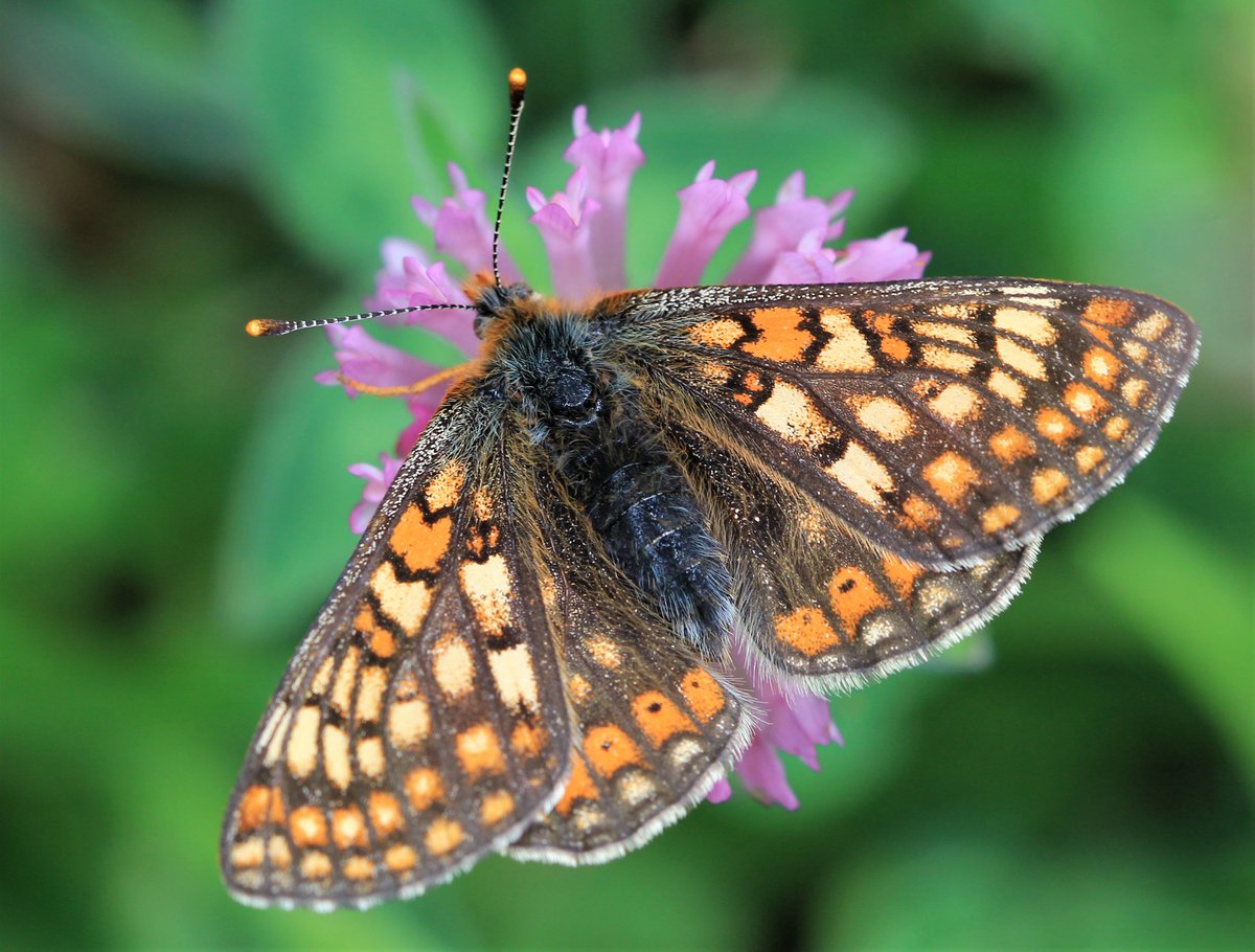 raptorwatcher's tweet photo. 3 #BroadBorderedBeeHawkmoths and 100's of #MarshFritillaries at #ChambersFarmWood today.Also found #WaspBeetles #CommonBlues #MotherShipton #Moth #LargeRedDamselflies #Lincswildlife #naturephotography @BBCSpringwatch #connectwithnature https://t.co/r7q0N5RdeK