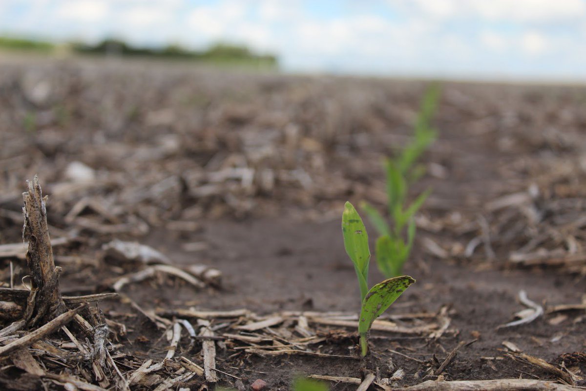 WearpartsLLC's tweet photo. The corn is starting to poke its way through here in Gothenburg! #planting2019 https://t.co/C71mntprPe