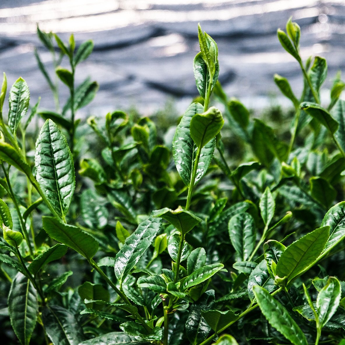 #tbt to a couple weeks ago when a group of <a href="/AiyaMatcha/">Aiya Matcha</a> team members visited the tea fields in Nishio, #Japan. During the spring harvest, the young green tea leaves are picked and produced into Ceremonial #Matcha. 🍵🍃