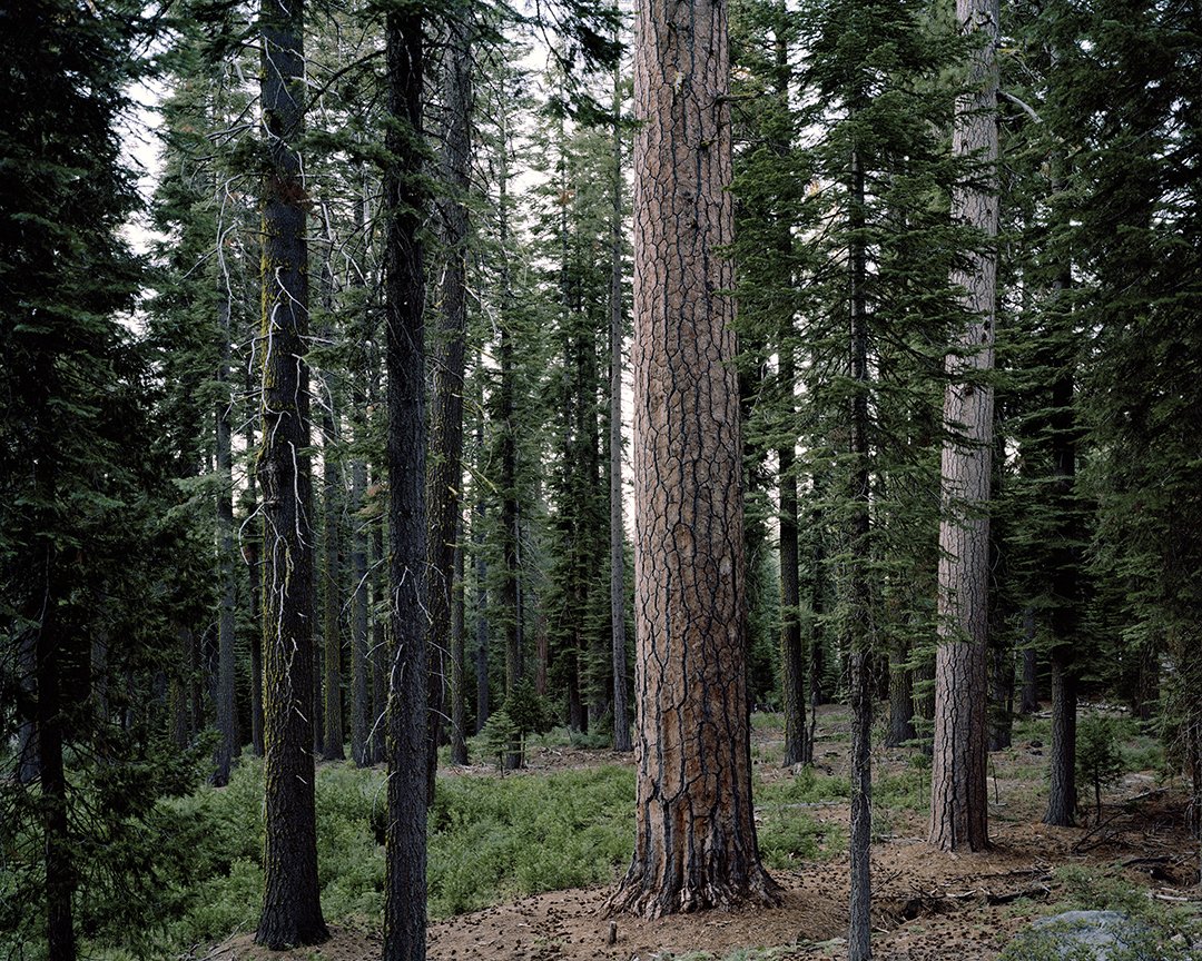 ICPhotog's tweet photo. In 2018, Brian Kelley began documenting Champion Trees in the United States. The mighty Champion Tree is recognized as the largest of its species—there are currently 778 listed in the National Register. See "Gathering Growth" during #ICPprojected. https://t.co/tztdyv1hsI https://t.co/uNtOBtxEwd