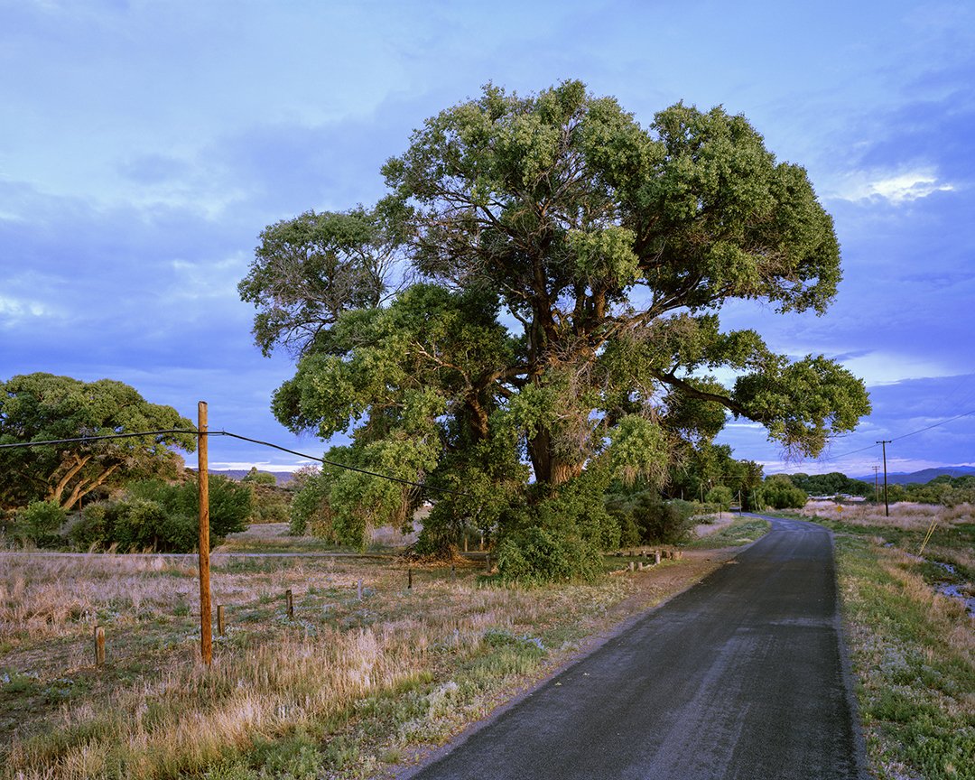 ICPhotog's tweet photo. In 2018, Brian Kelley began documenting Champion Trees in the United States. The mighty Champion Tree is recognized as the largest of its species—there are currently 778 listed in the National Register. See "Gathering Growth" during #ICPprojected. https://t.co/tztdyv1hsI https://t.co/uNtOBtxEwd