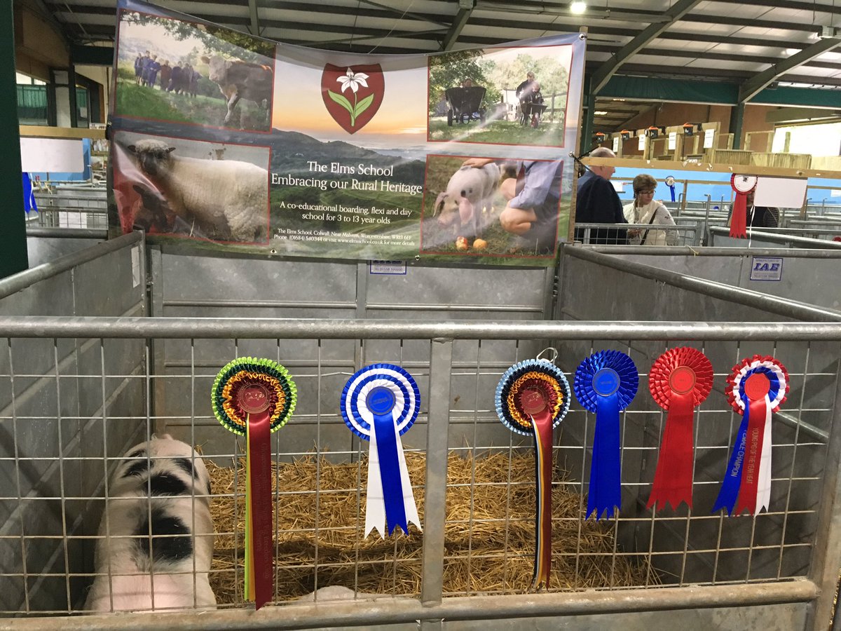 The Elms School Rural (@elmsschoolrural) on Twitter photo Elms School Ellen 294 doing us proud at the <a href="/StaffsShow/">Staffordshire Show</a> by qualifying for Young Pig of the Year! #gloucesteroldspot #goodpig Elms School Ellen 294 doing us proud at the <a href="/StaffsShow/">Staffordshire Show</a> by qualifying for Young Pig of the Year! #gloucesteroldspot #goodpig