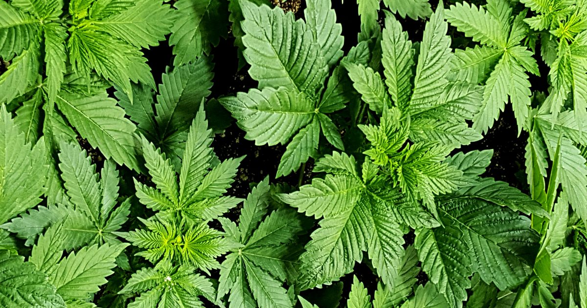 Chris_1791's tweet image. Illinois Is on the Verge of Legalizing Marijuana. Here Is What the Bill Would Do. dlvr.it/R5kLjz #Marijuana #DrugLegalization via @reason