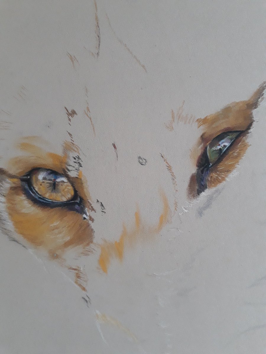 riamarialew15's tweet photo. I saw this little face and knew instantly it was my next piece. The light was fading when i took the photo but wanted to share anyway.
Fox in pastels on pastelmat.
Ref photo by Menno Schaefer.
#art #pastel #pastelmat #fox #wildlifeart #Carbothellos #eyes #wildlife #foxes https://t.co/afxldbqGnK