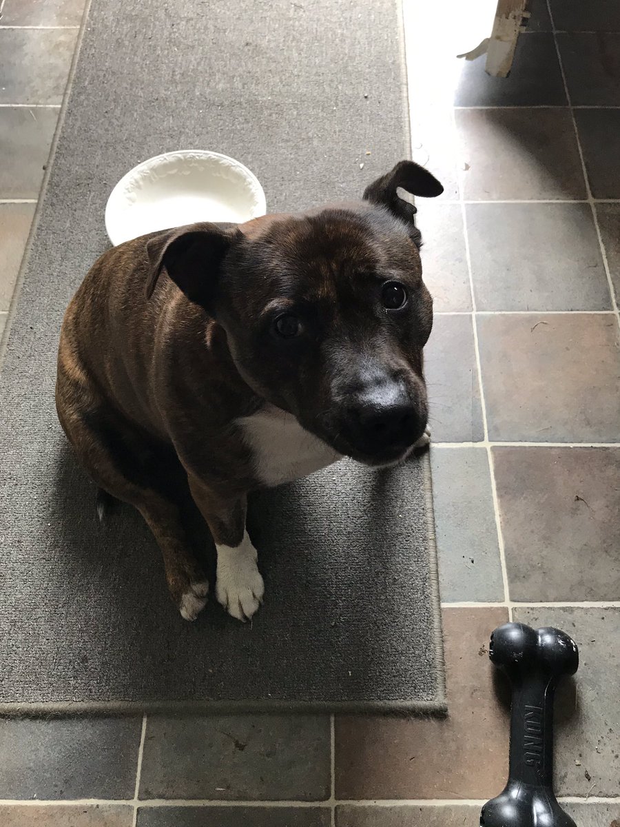 Ellie looking like she’s auditioning for an animal rescue appeal but please note the empty bowl and Kong ( previously full obvs ) #SheffieldIsSuper #DogsofTwittter #ThursdayThoughts #ThursdayMotivation #AdoptDontShop #dogs #woof #staffie #