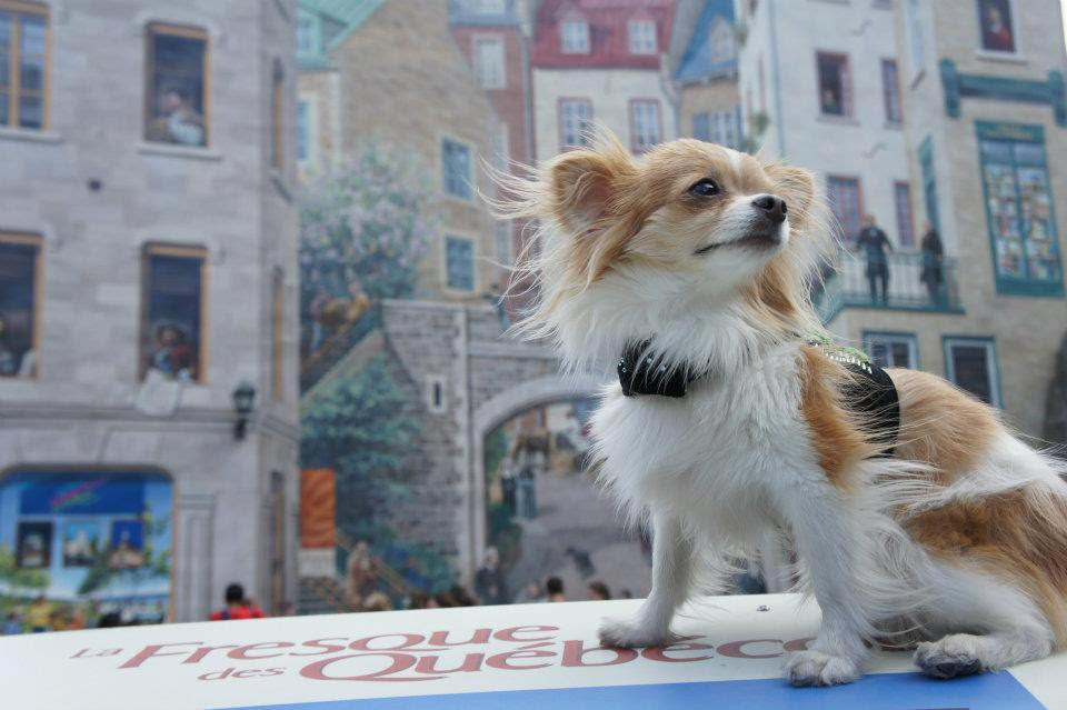 PetsCanadaorg's tweet image. #PIJACCanada est un exposant à la Fédération canadienne des municipalités cette fin de semaine à Québec! Nous parlons avec leurs délégués de nos meilleures pratiques de gestion et d’autres ressources réglementaires.