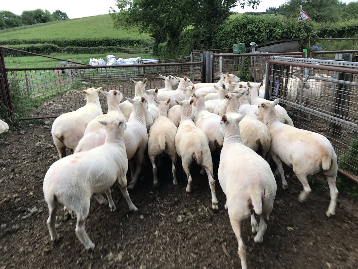 ExeValleyLamb's tweet photo. Really pleased with how the ewe hogs have sheared and how they look. Cracking bunch that will stay here. #lleyn #sheep365 #shearing https://t.co/qvf8YM8BJz