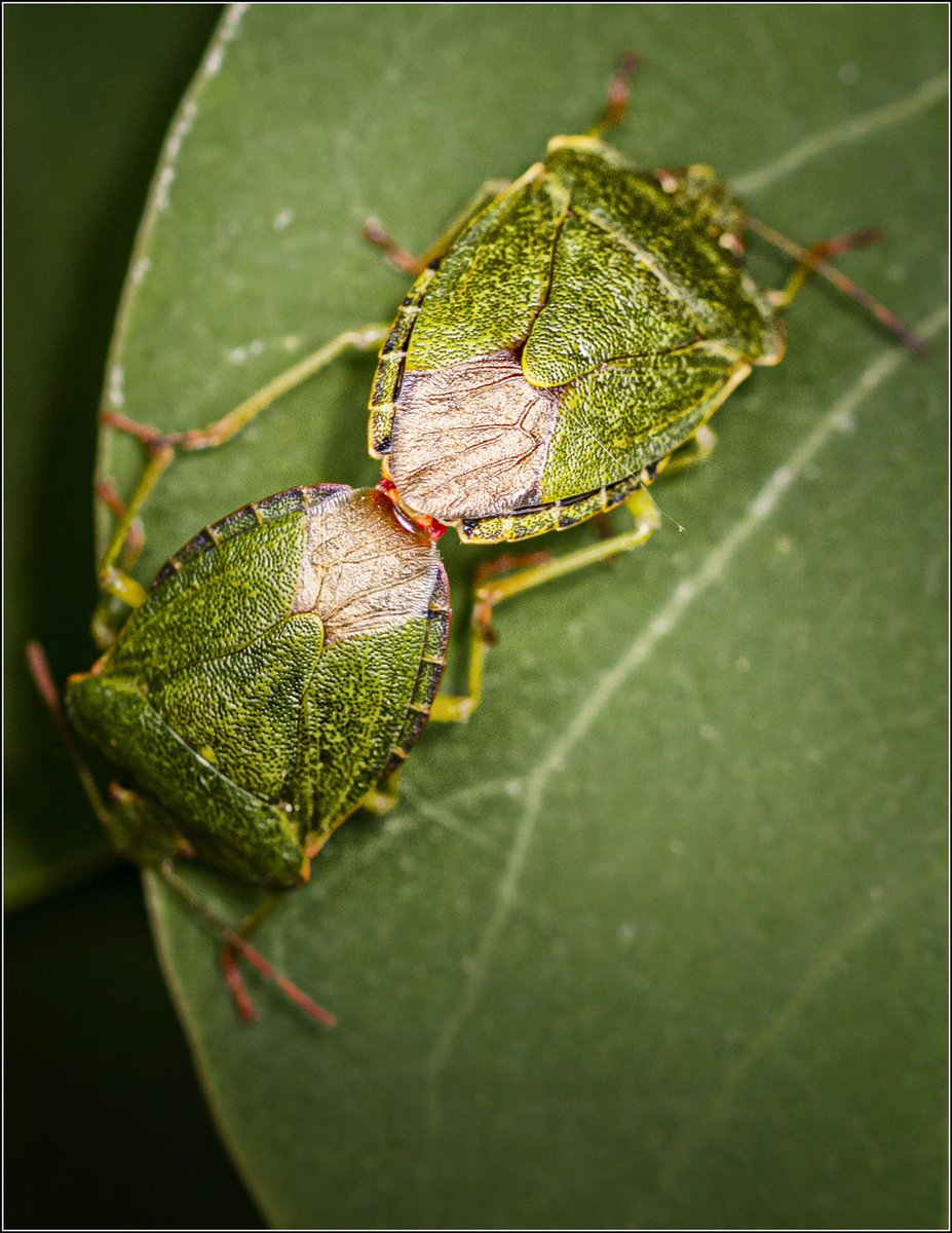 JustPhotosbyMe's tweet photo. Making little #shieldbugs aka #greenstinkbug 

#insects #nature #wildlife #shieldbug #naturephotography #TwitterNatureCommunity 

@iNatureUK @NatureUK @YorksWildlife @Team4Nature @Britnatureguide https://t.co/k2AFuEfcQZ