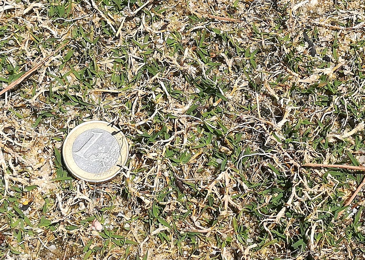 ElsoAyala's tweet photo. Ya se empiezan a notar los cambios en la nueva zona de prácticas, tanto en el #PuttingGreen y el #Chippingreen, la #BermudaUltraDwarf está dando sus primeros brotes laterales. Por otra parte ya tenemos la altura de corte en la #Bermuda419 ⛳👏💪 https://t.co/tLHOuq0ykC