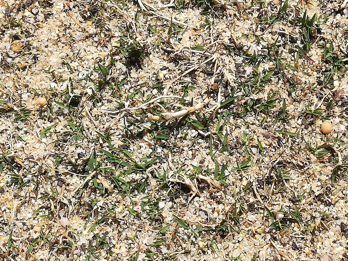 ElsoAyala's tweet photo. Ya se empiezan a notar los cambios en la nueva zona de prácticas, tanto en el #PuttingGreen y el #Chippingreen, la #BermudaUltraDwarf está dando sus primeros brotes laterales. Por otra parte ya tenemos la altura de corte en la #Bermuda419 ⛳👏💪 https://t.co/tLHOuq0ykC