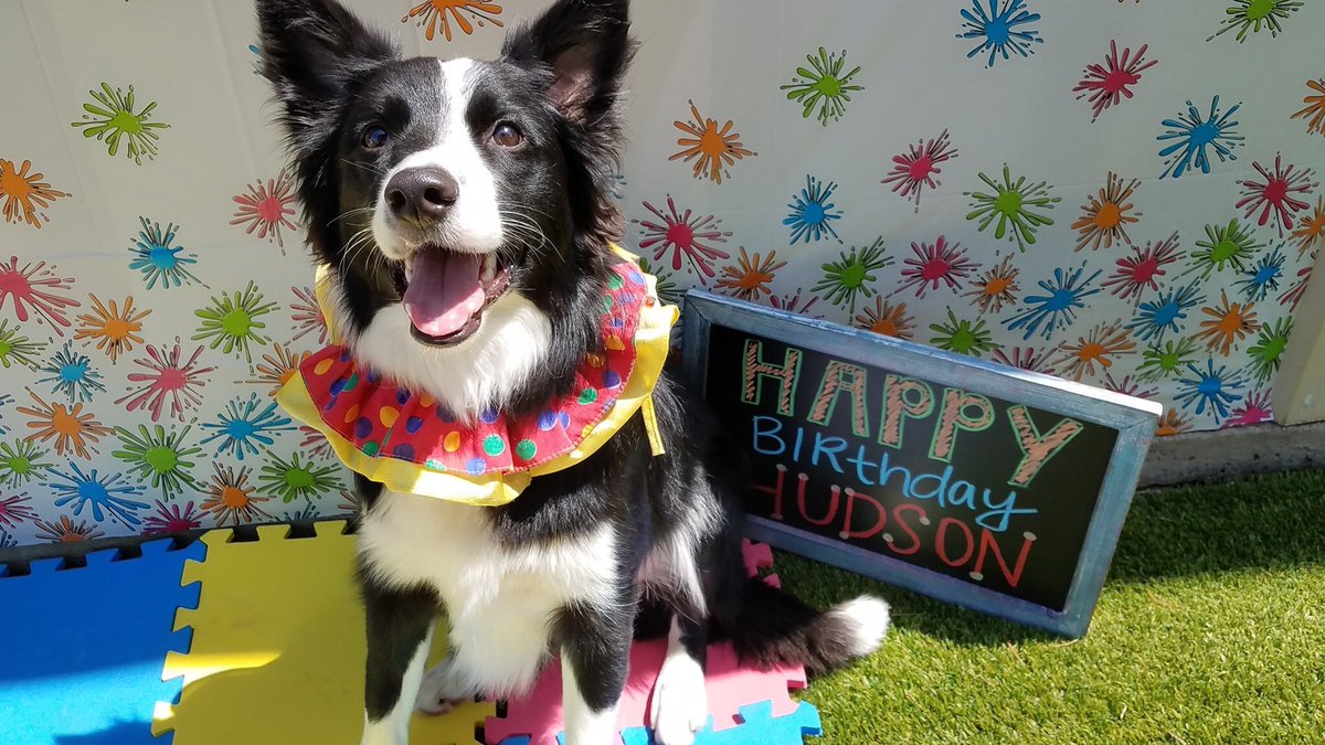 ByLindseyMartin's tweet photo. #TwitterIntroduction to Hudson! My happy little boy who just turned one! #writingcommmunity Share your fur babies! https://t.co/yOwb904Pad