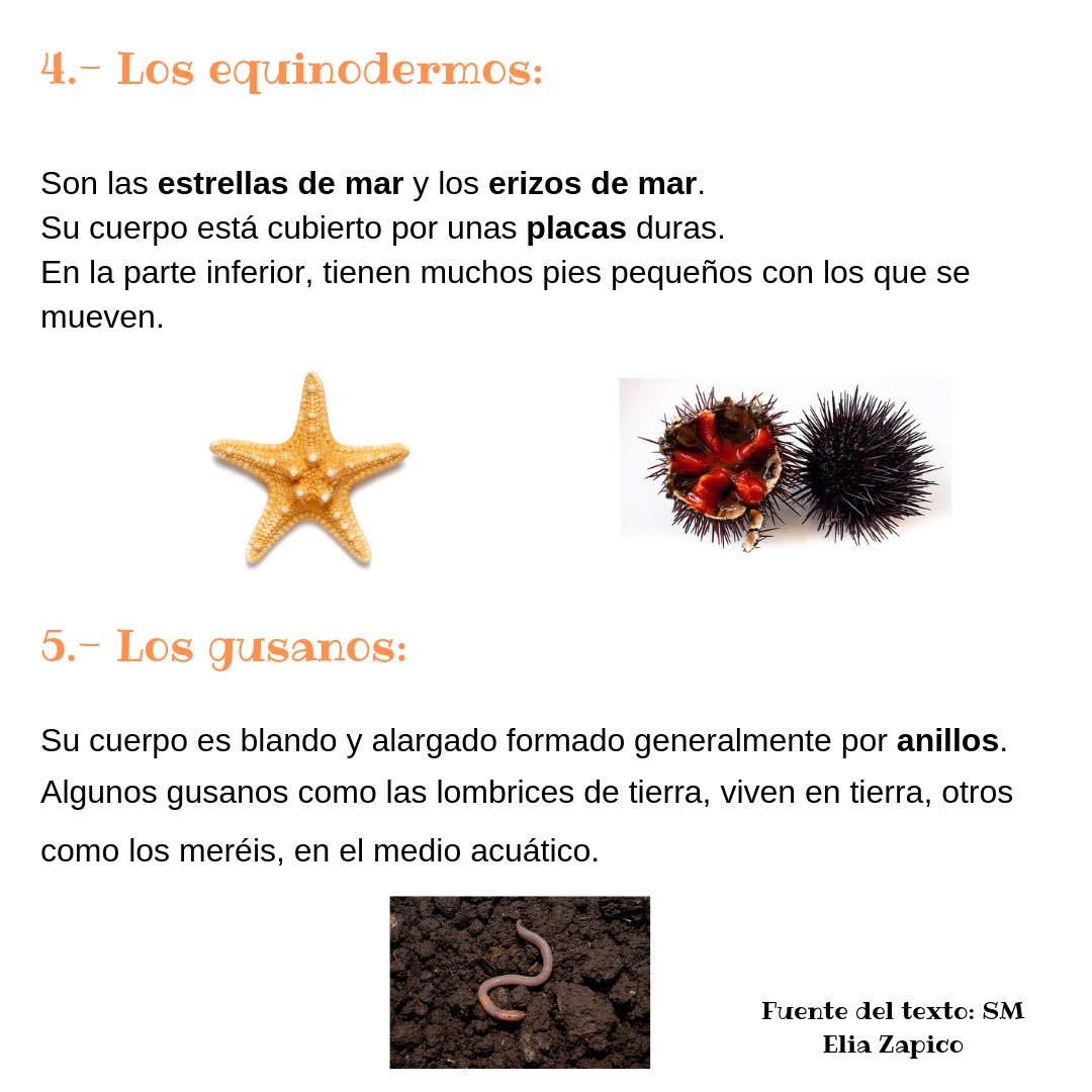 EliaZapico's tweet photo. Los animales, 3ª parte #primaria #adaptandomaterial @JorcdORIEN @mluisamf12 @imgende @jesusjarque @OcupaTEA https://t.co/1GzdzWcpoU