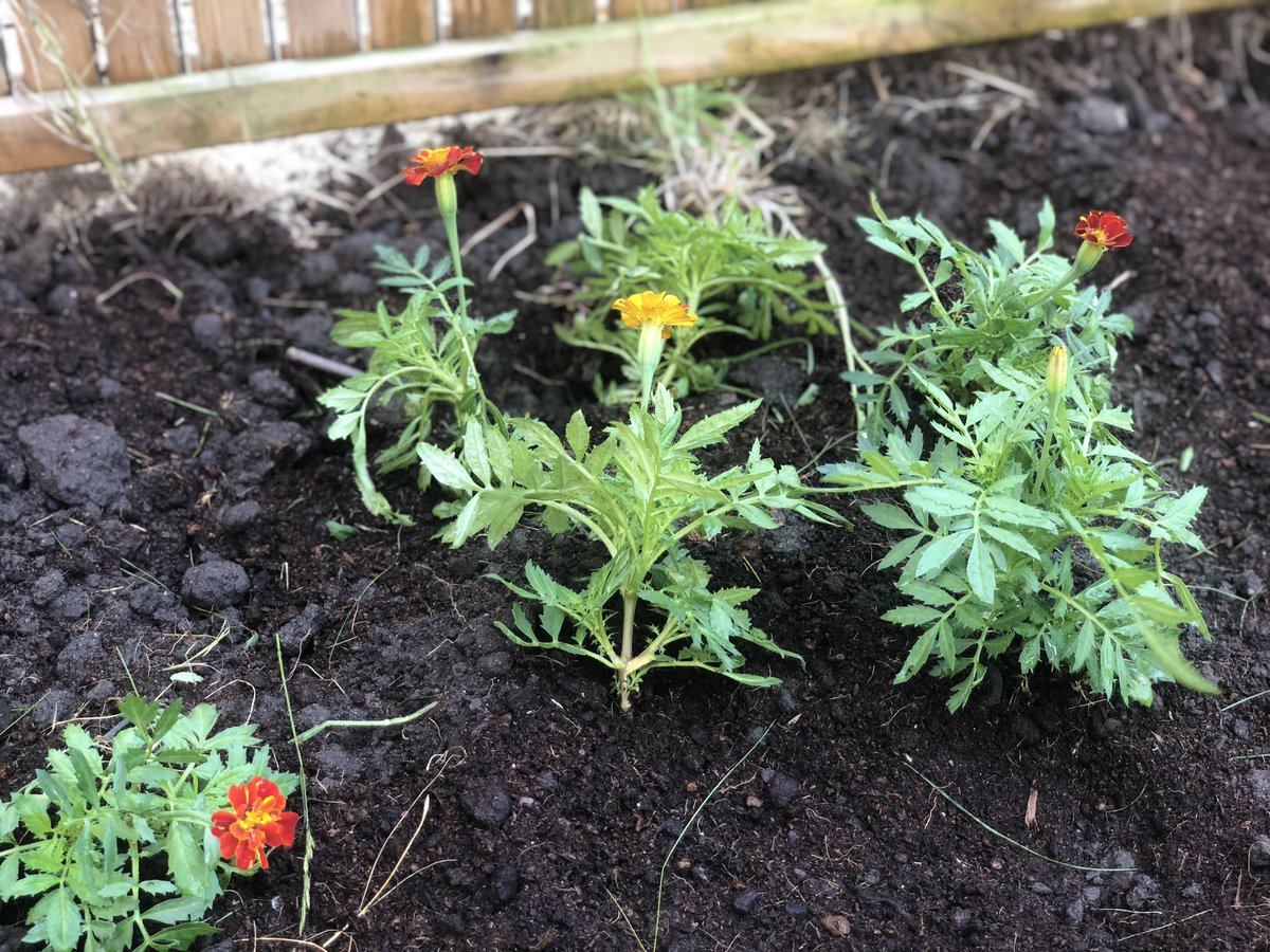 MapleHouseRehab's tweet photo. Brilliant day at Maple House. We have colour in the garden and great discussions at book club for Malala Yousafzai’s story! #Garden #Horticulture #ThursdayMotivation #MalalaYousafzai #EqualityAct #reading #newinterests #fortherighttolearn https://t.co/rZNvRWu8iJ