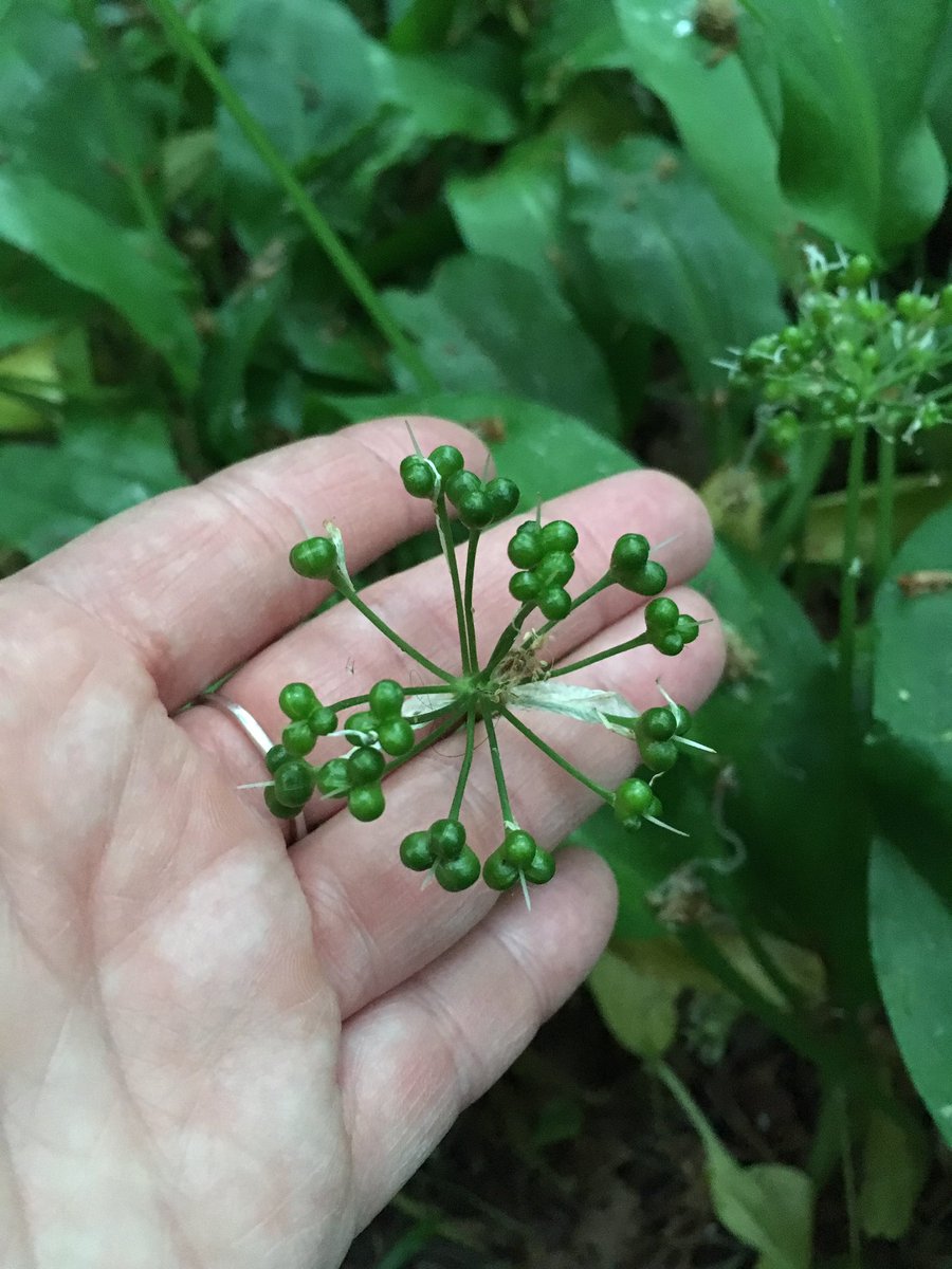 The end of #wildgarlic season ☹️until next year!