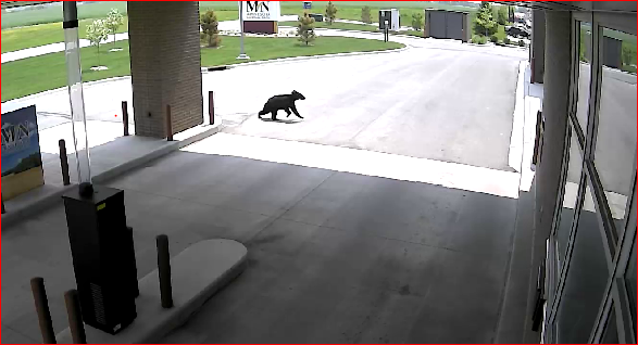 SaukHerald's tweet photo. Bear Sighting at 1:26 PM today. @SaukHerald @ChamberSauk @visitsaukcentre @MNNationalBank https://t.co/d057bQt1l3