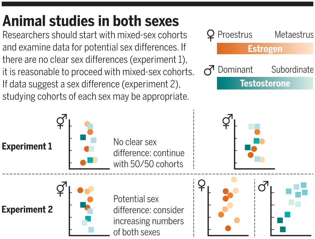 Science Magazine (@sciencemagazine) on Twitter photo The belief that hormones make data from female subjects “messier” continues to influence experimental design in animal research today. There are ways to change that, writes <a href="/ShanskyLab/">Shansky Lab</a>. fcld.ly/epu8uki #SciMagPerspective #Neuroscience The belief that hormones make data from female subjects “messier” continues to influence experimental design in animal research today. There are ways to change that, writes <a href="/ShanskyLab/">Shansky Lab</a>. fcld.ly/epu8uki #SciMagPerspective #Neuroscience