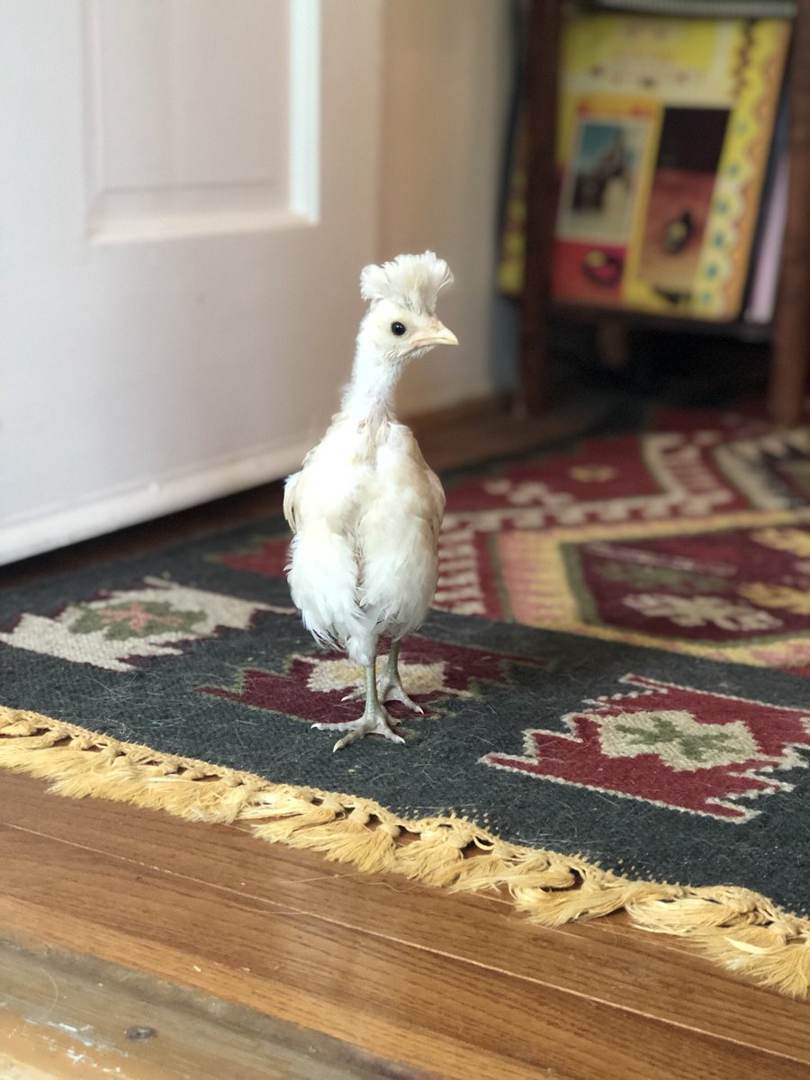 My new rooster / best friend, Boyd