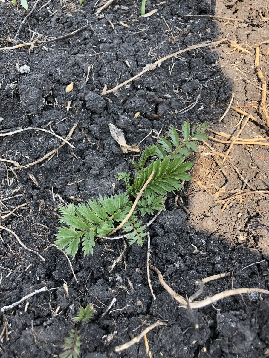 chelseaboonstra's tweet photo. @AgGalJones @JDGaultier any idea what this is?! https://t.co/tvdwWivVI7