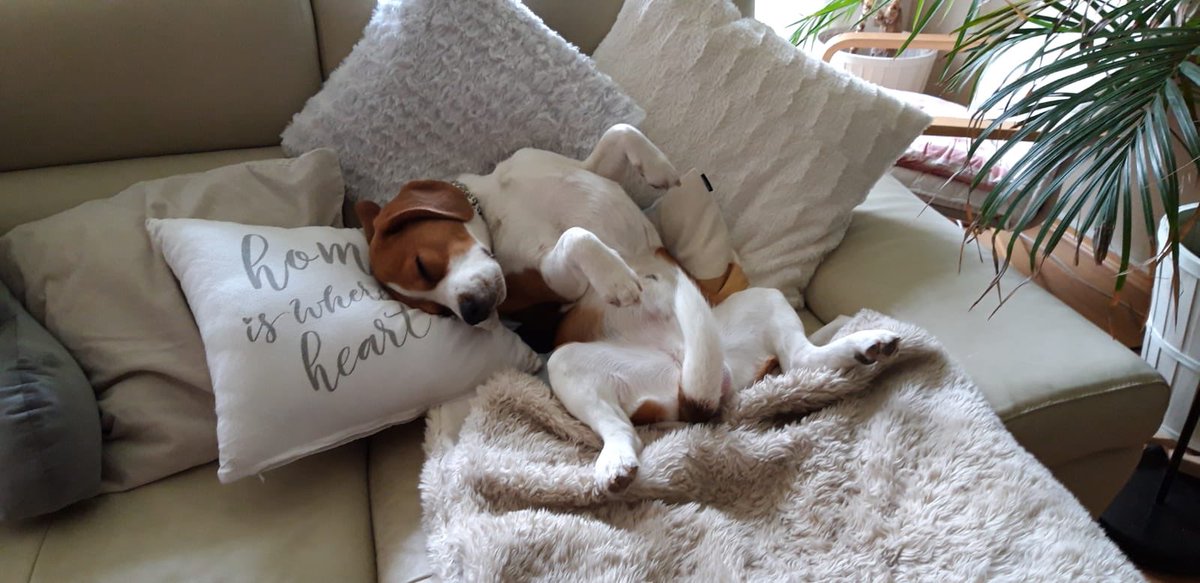 yetithebeagle's tweet image. That’s not my tail. 😬 #BeagleBone