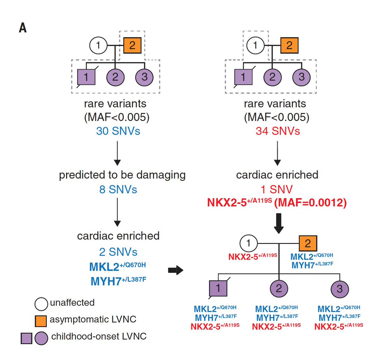 EricTopol's tweet image. The elegant discovery of a heart disease gene modifier: combining state-of-the-art exome sequencing, #CRISPR, iPSCs, functional genomics with a classic familial approach 
science.sciencemag.org/content/364/64…
@GladstoneInst we need more of this!  think of all we're missing