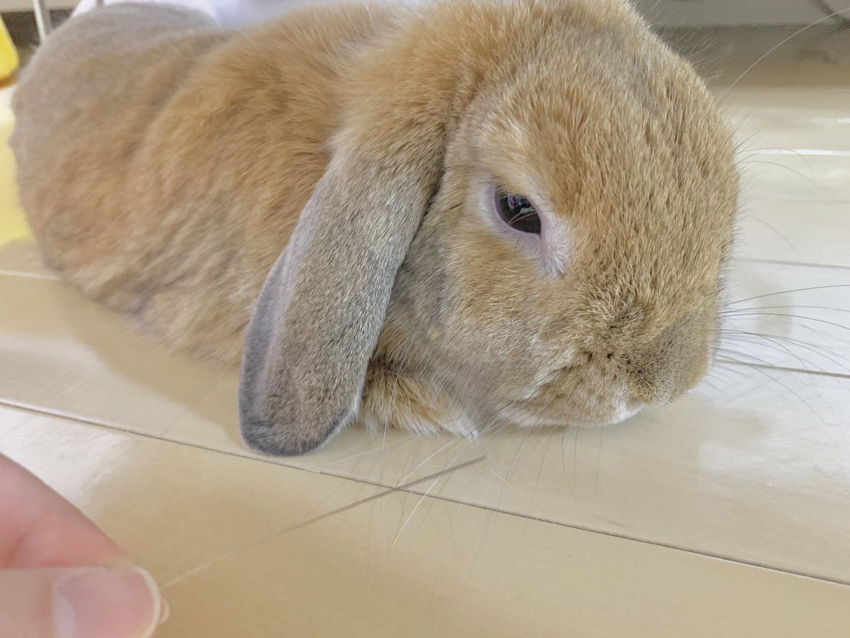 hamumichan's tweet photo. ハム美ちゃん逞しいおヒゲが抜けました(๑˙灬˙๑)
#うさぎ #ロップイヤー #ホーランドロップ #ロップ #うさぎのいる暮らし  #うさぎのいる生活 #もふもふ https://t.co/yqpM00KQsO
