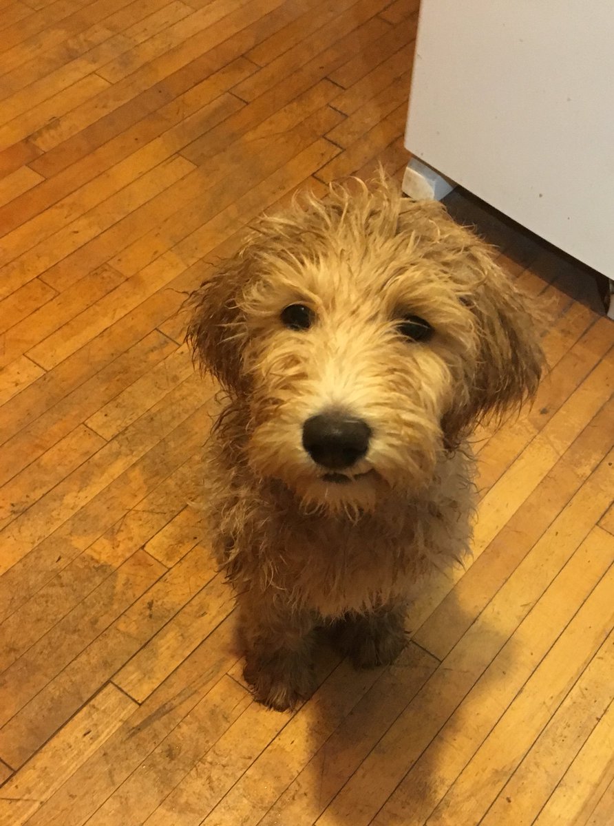 thompsonerin4's tweet photo. Obsessed with this little perfection we call Ole 🐶 https://t.co/mAPhPb72MO